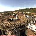 16_45-nest.jpg