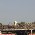 16_50-mast.jpg