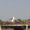 16_55-mast.jpg
