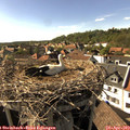 16_55-nest.jpg