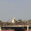 17_00-mast.jpg