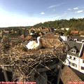 17_05-nest.jpg