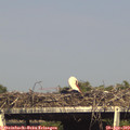 17_10-mast.jpg