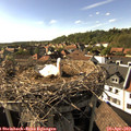 17_10-nest.jpg