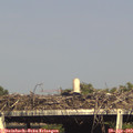17_15-mast.jpg