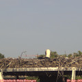 17_20-mast.jpg