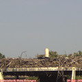 17_25-mast.jpg