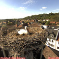 17_25-nest.jpg