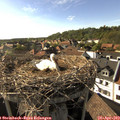 17_30-nest.jpg