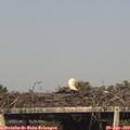 17_50-mast.jpg