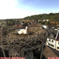 17_50-nest.jpg