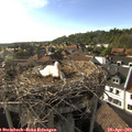 17_55-nest.jpg