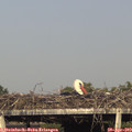 18_00-mast.jpg