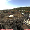 18_00-nest.jpg