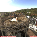 18_05-nest.jpg