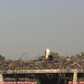 18_10-mast.jpg