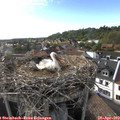 18_10-nest.jpg