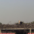 18_15-mast.jpg