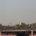 18_20-mast.jpg
