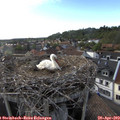 18_20-nest.jpg