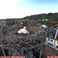 18_25-nest.jpg