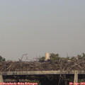 18_30-mast.jpg