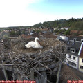 18_30-nest.jpg