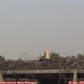 18_35-mast.jpg