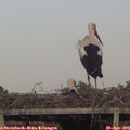 18_40-mast.jpg