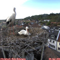 18_40-nest.jpg