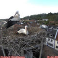 18_45-nest.jpg