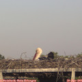 18_50-mast.jpg