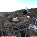 18_50-nest.jpg