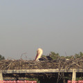 18_55-mast.jpg
