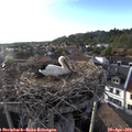 18_55-nest.jpg