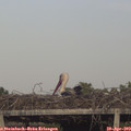 19_00-mast.jpg