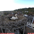 19_00-nest.jpg