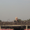 19_05-mast.jpg
