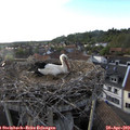19_05-nest.jpg