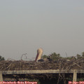 19_10-mast.jpg