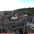 19_10-nest.jpg