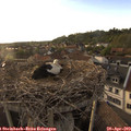 19_15-nest.jpg