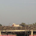 19_20-mast.jpg