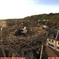 19_20-nest.jpg