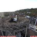 19_25-nest.jpg