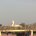 19_30-mast.jpg