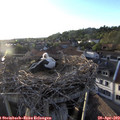 19_35-nest.jpg