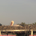 19_40-mast.jpg