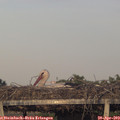 19_45-mast.jpg