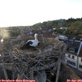 19_45-nest.jpg